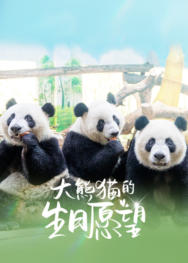 大熊猫的生日愿望 海报 高清在线观看