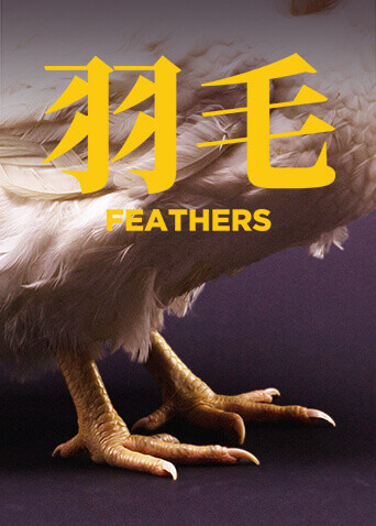 羽毛 海报 高清在线观看