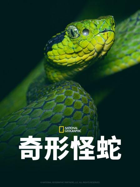 奇形怪蛇 海报 高清在线观看