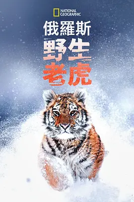 俄罗斯野生老虎 海报 高清在线观看