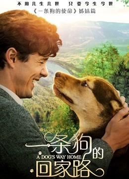 一条狗的回家路 海报 高清在线观看