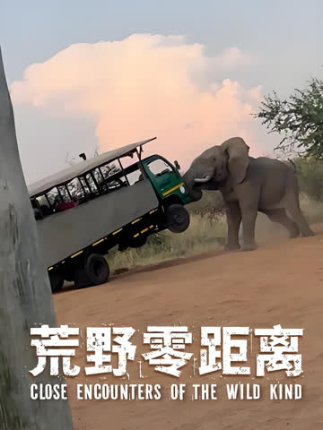 荒野零距离 海报 高清在线观看