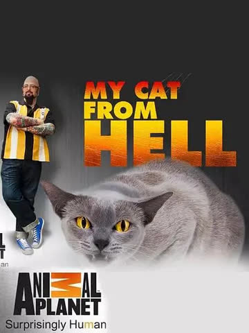 家有恶猫 第七季 海报 高清在线观看