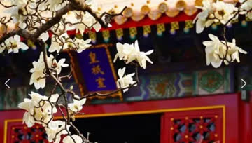 宫墙上花盛开 海报 高清在线观看