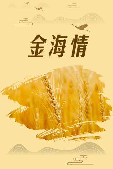 金海情 海报 高清在线观看