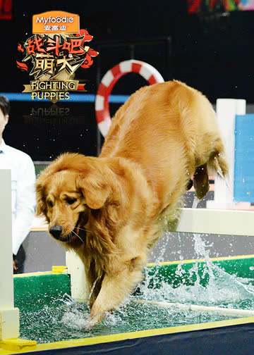 战斗吧萌犬 海报 高清在线观看