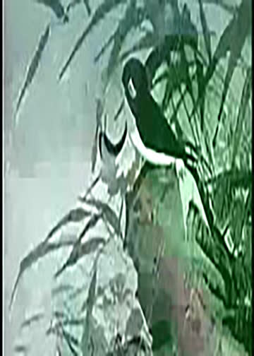 小燕子 海报 高清在线观看