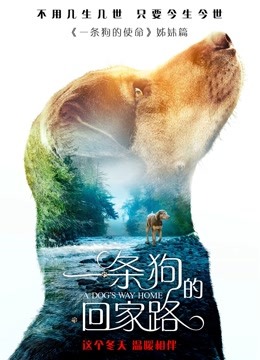 一条狗的回家路（普通话） 海报 高清在线观看