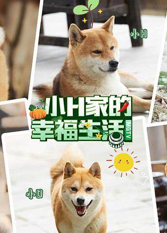 小H家的幸福生活 海报 高清在线观看