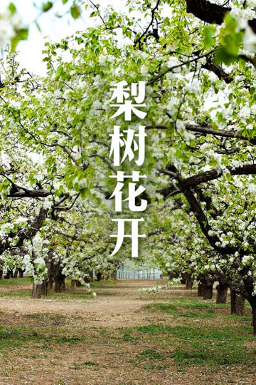 梨树花开 海报 高清在线观看