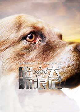 忠犬流浪记 海报 高清在线观看