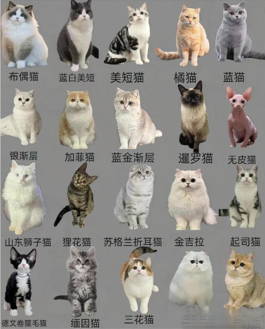 猫鼠大侦探 海报 高清在线观看