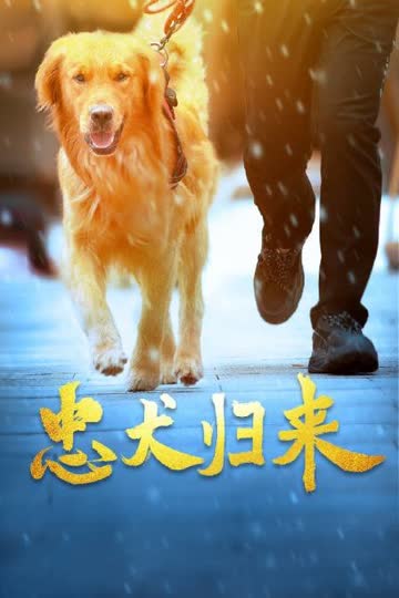 忠犬归来 海报 高清在线观看