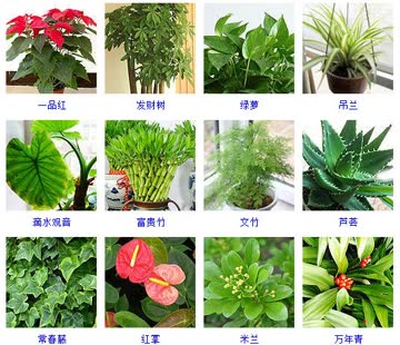 斗罗大陆小剧场 海报 高清在线观看